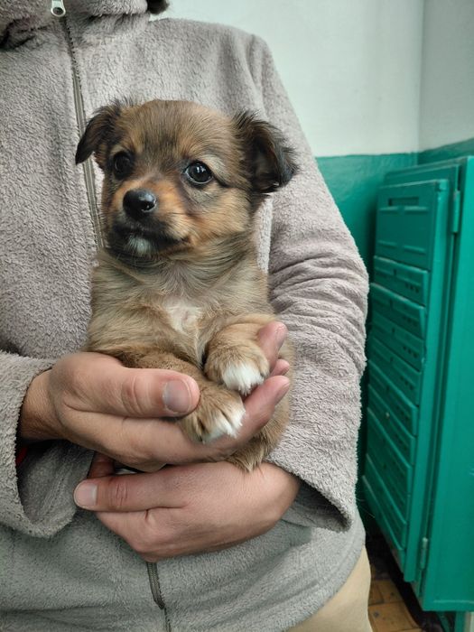 Дівчинка шукає  родину!