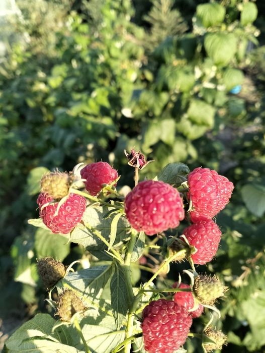 Sadzonki maliny jesiennej