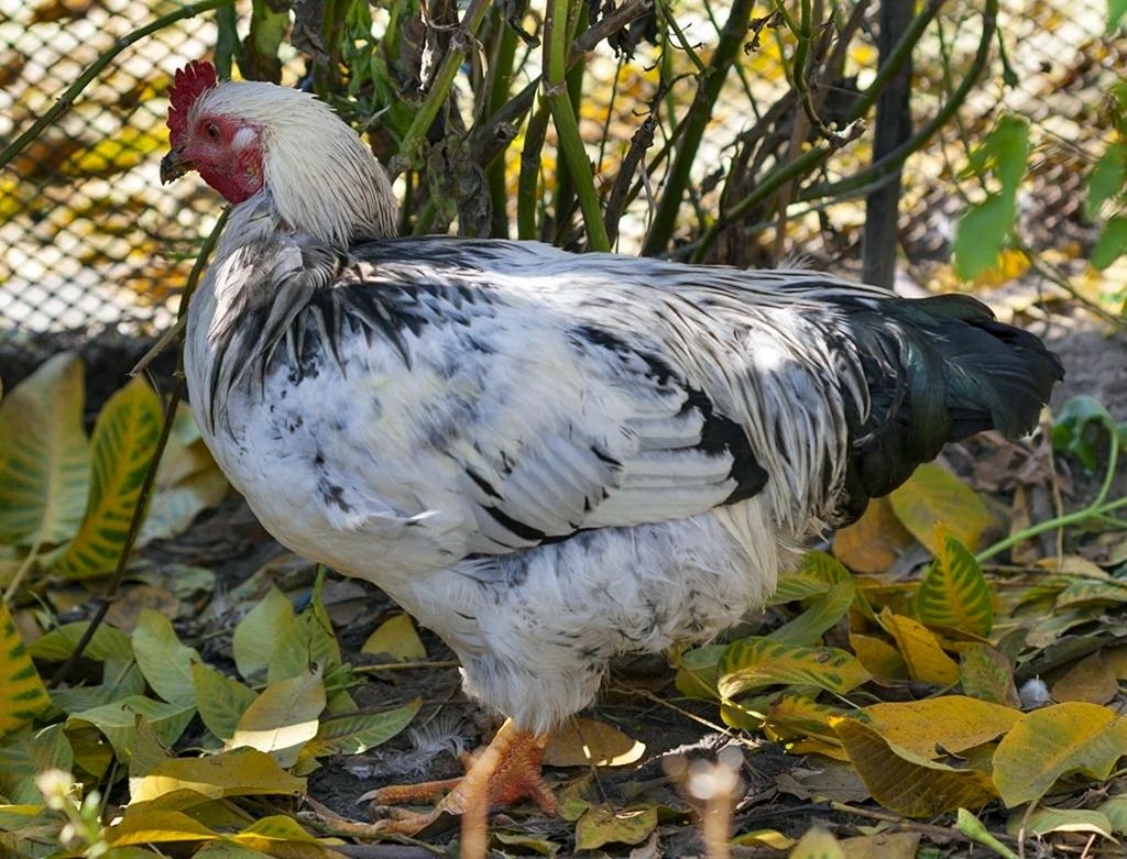 Інкубаційне яйце мастергрей
