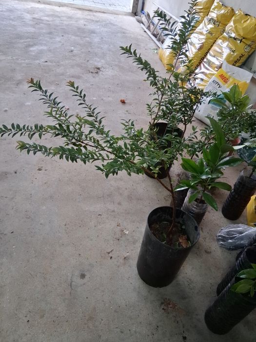 Uvaia 3 anos habituada a estar ca fora ao tempo