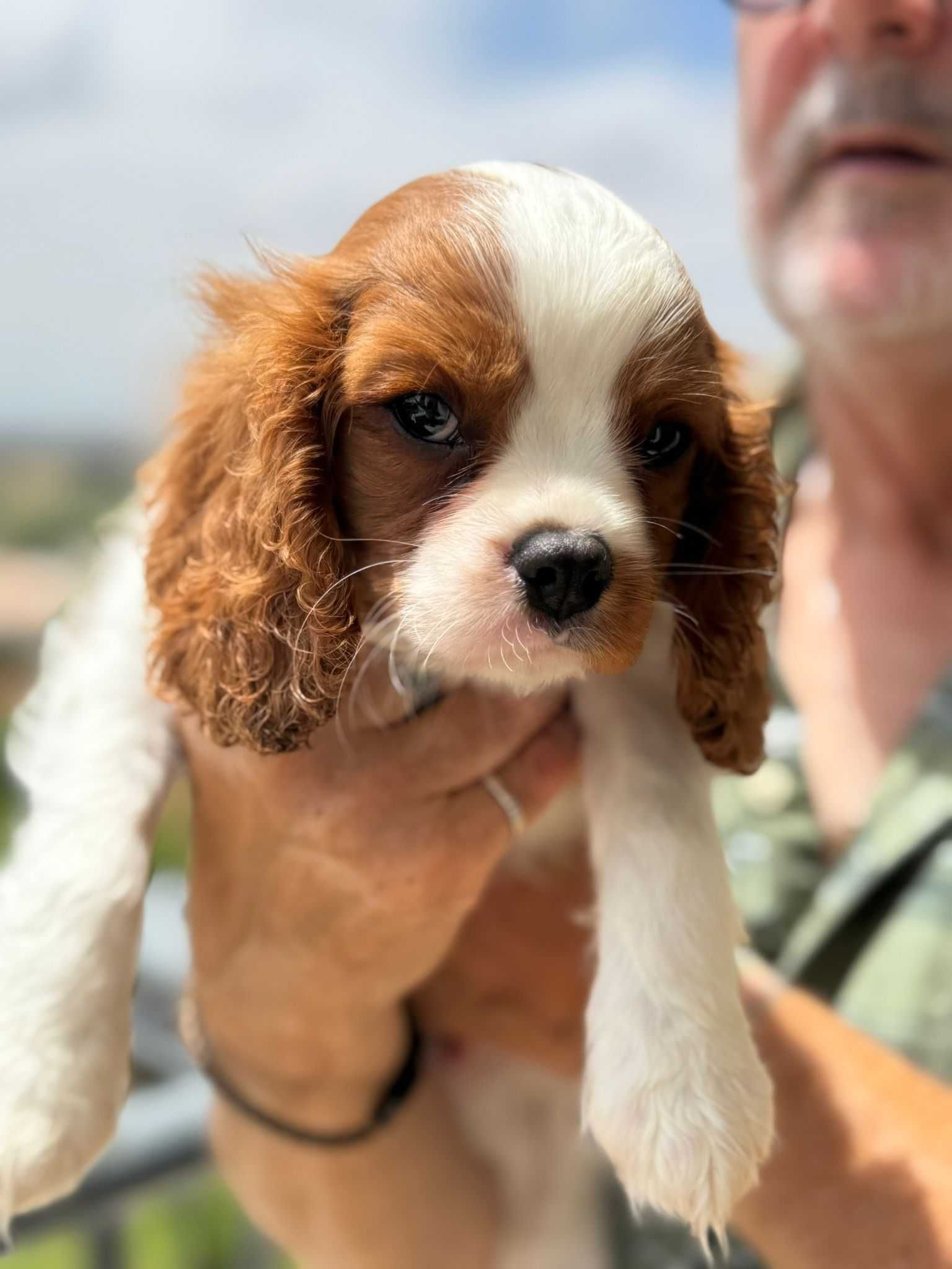 Cavalier King Charles com excelente pedigree