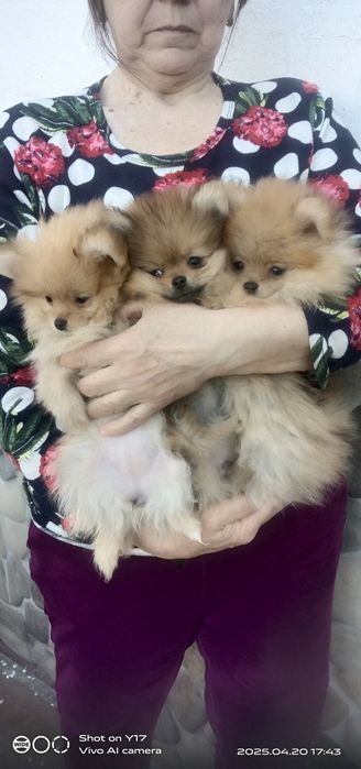 Померанський шпіц .Акція.