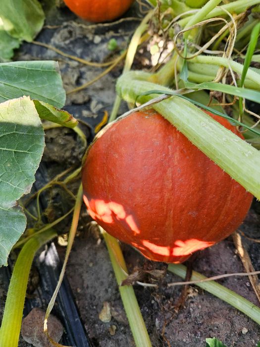 Dynia Hokkaido - Plantacja Ekologiczna