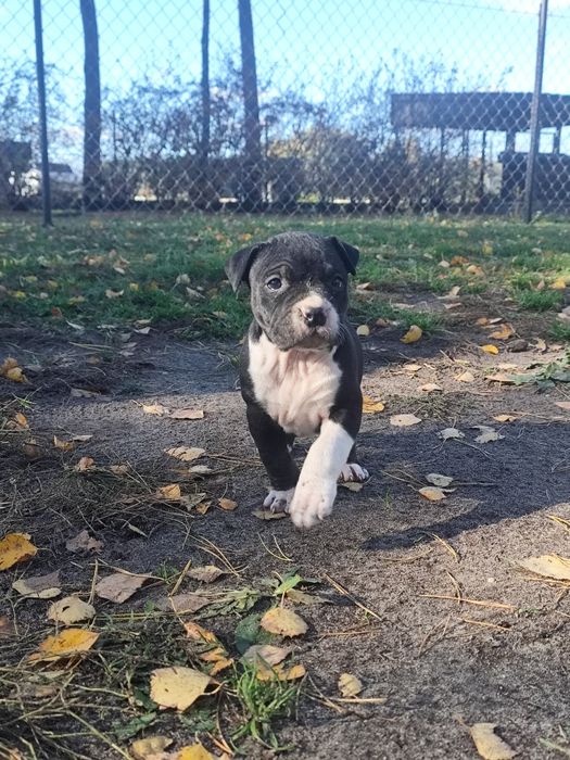 Suczka American Staffordshire Terrier