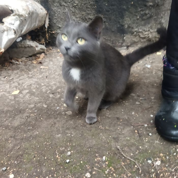 Кішечка 3 роки Стерелізована