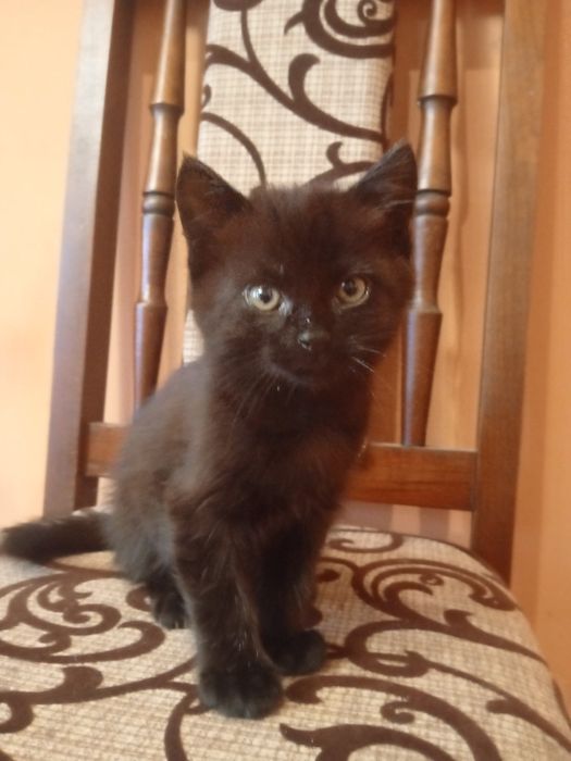 Короткошерсті британці