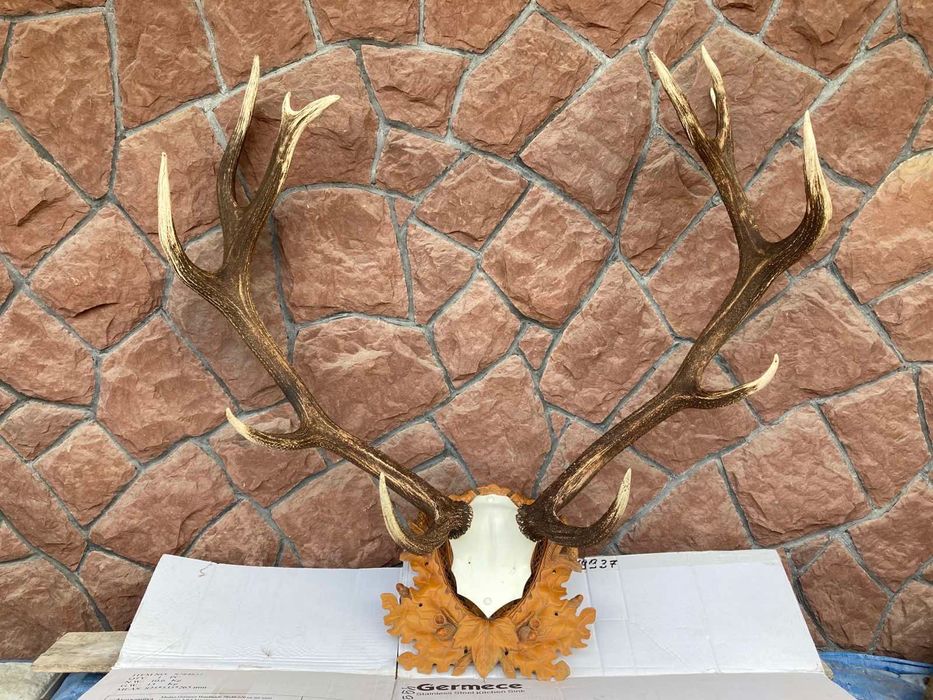 Роги оленя натуральні