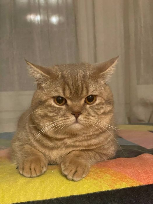 Шотландський прямовухий кіт для в'язки.. Скотіш-страйт, злучка.