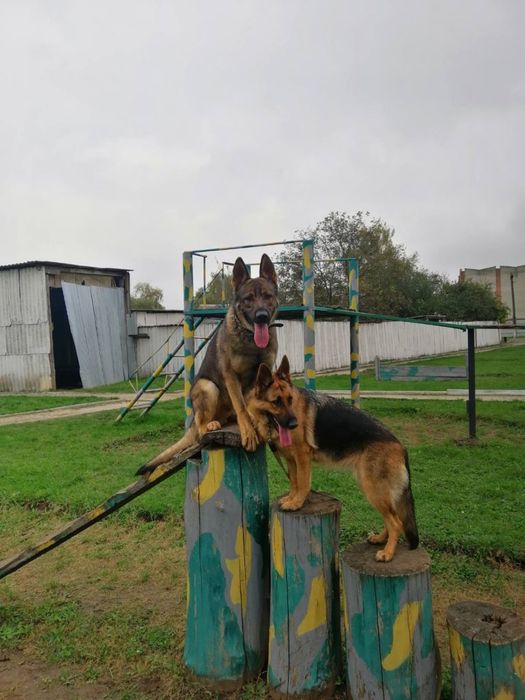 Кинолог /дрессировка собак\