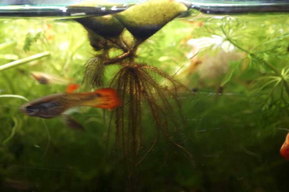 Planta flutuante para aquário ou lago