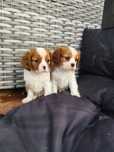 Cavalier King Charles spaniel