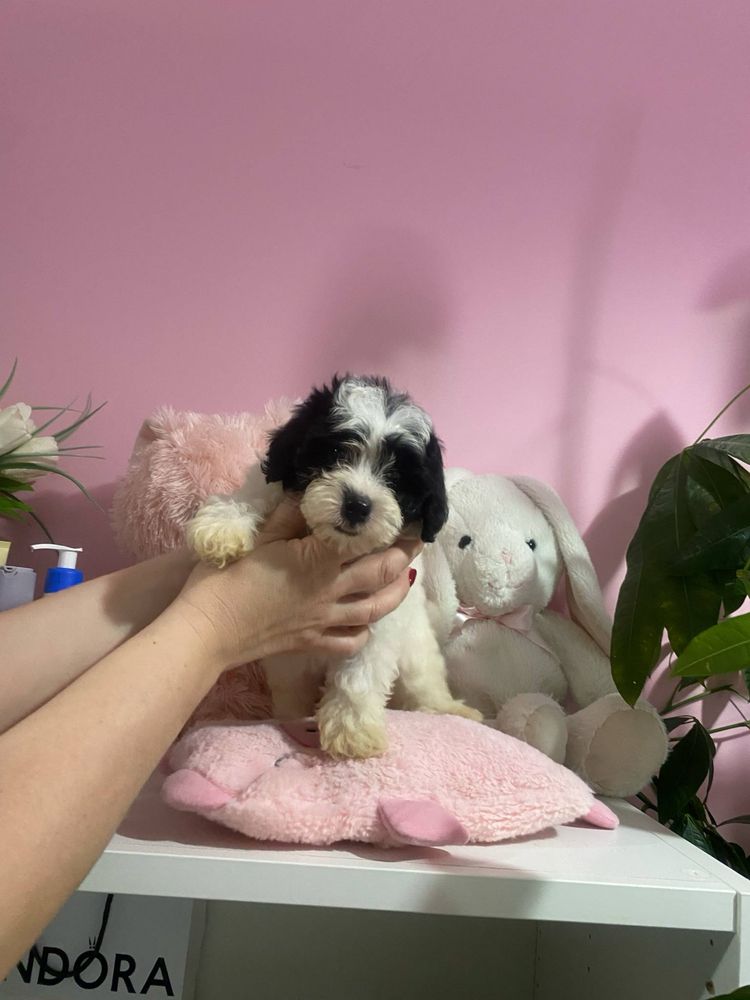 Przytulasek Maltipoo XXS nauczony czystosci kocha dzieci