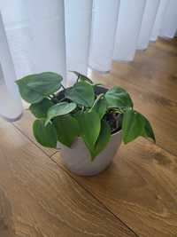 Philodendron scandens