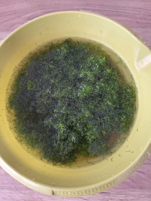 Roslina wgłębka wodna