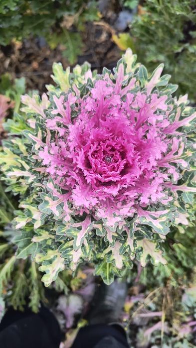 Kapusta ozdobna łodygowa