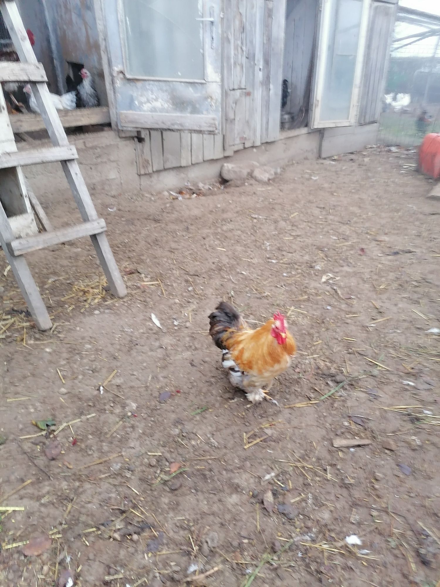 Sprzedam koguty z tego roku