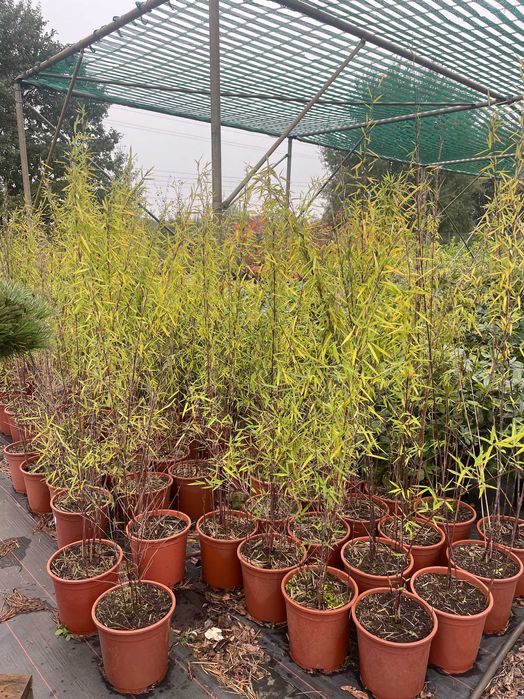 Bambus Czarny Nigra 80-100 cm cena 120 zł