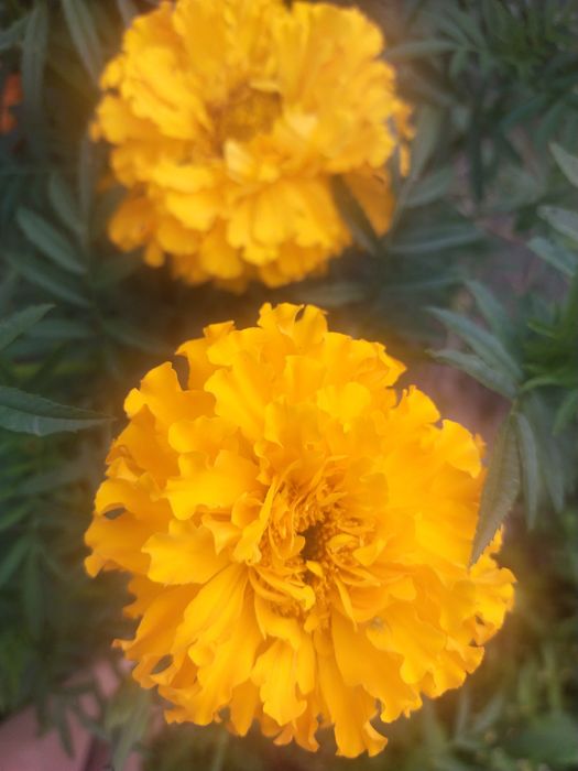 Aksamitka wysoka, nasiona