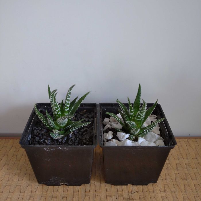 Хавортия жемчужная Haworthia margaritifera