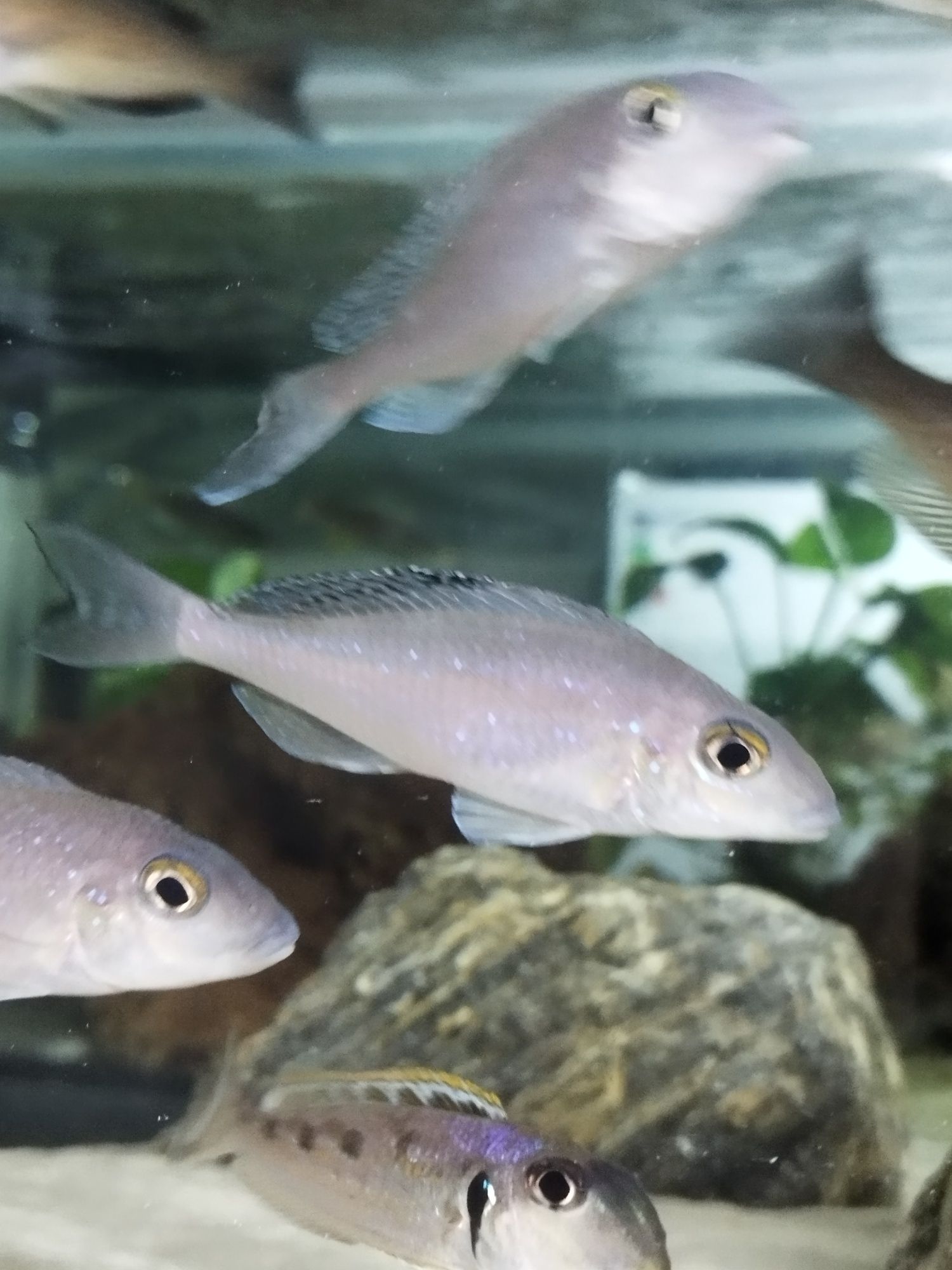 Xenotilapia spilopterus sibwesa dorosłe wf tanganika