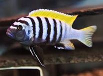 GB MALAWI Cynotilapia afra jalo pyszczaki F2