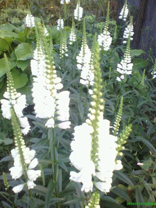 Квіти і лікарські трави саджанці і насіння .