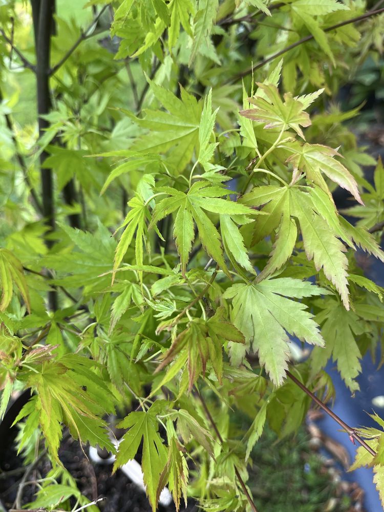 Klon japoński - acer