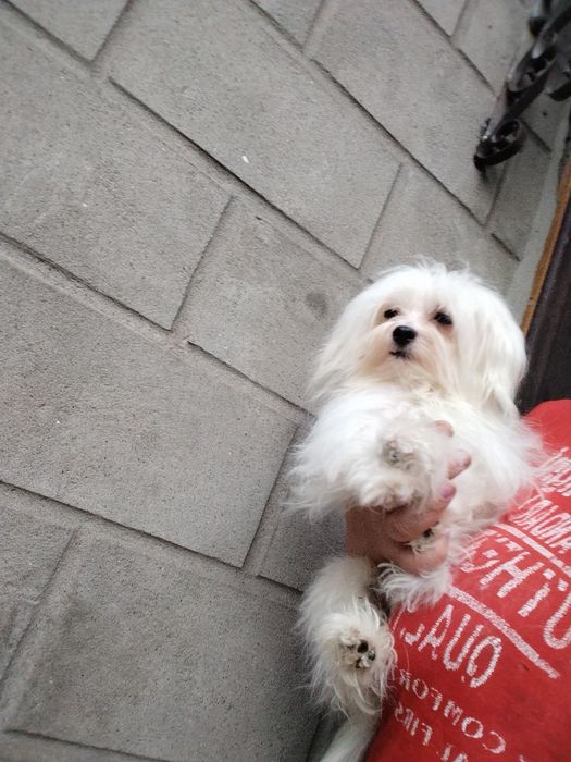 Мальтийская болонка мальчик