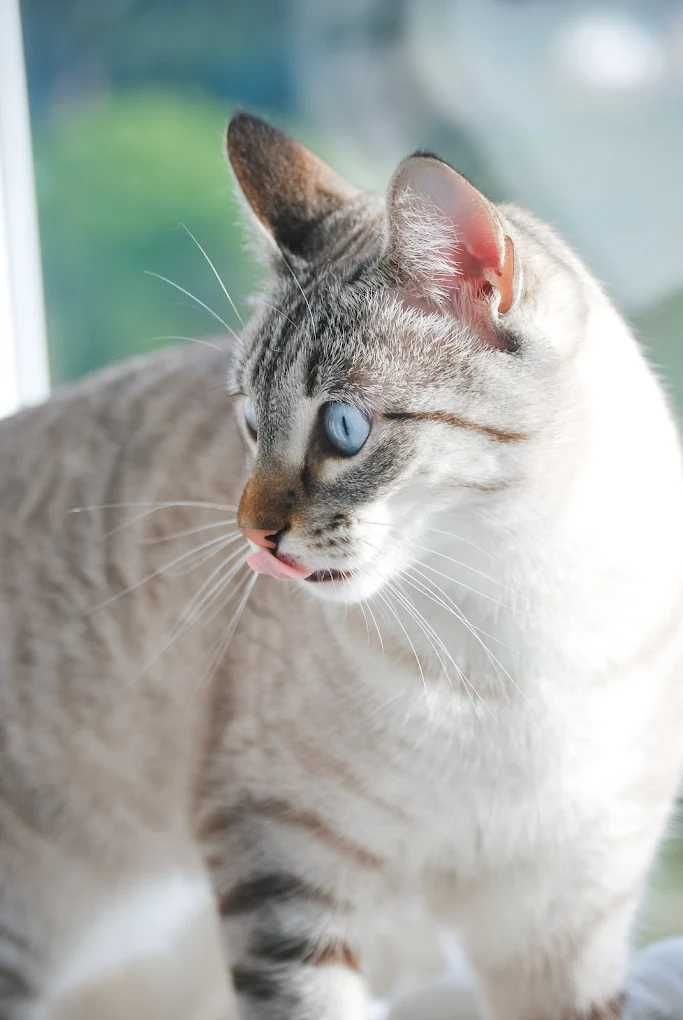 Catsitting personalizado do domicílio no Montijo e Alcochete