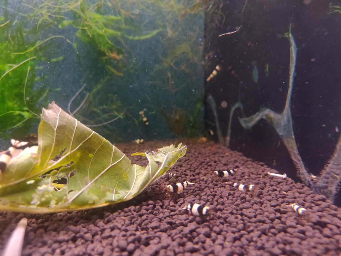 Krewetki caridina PBL Pure Black Line