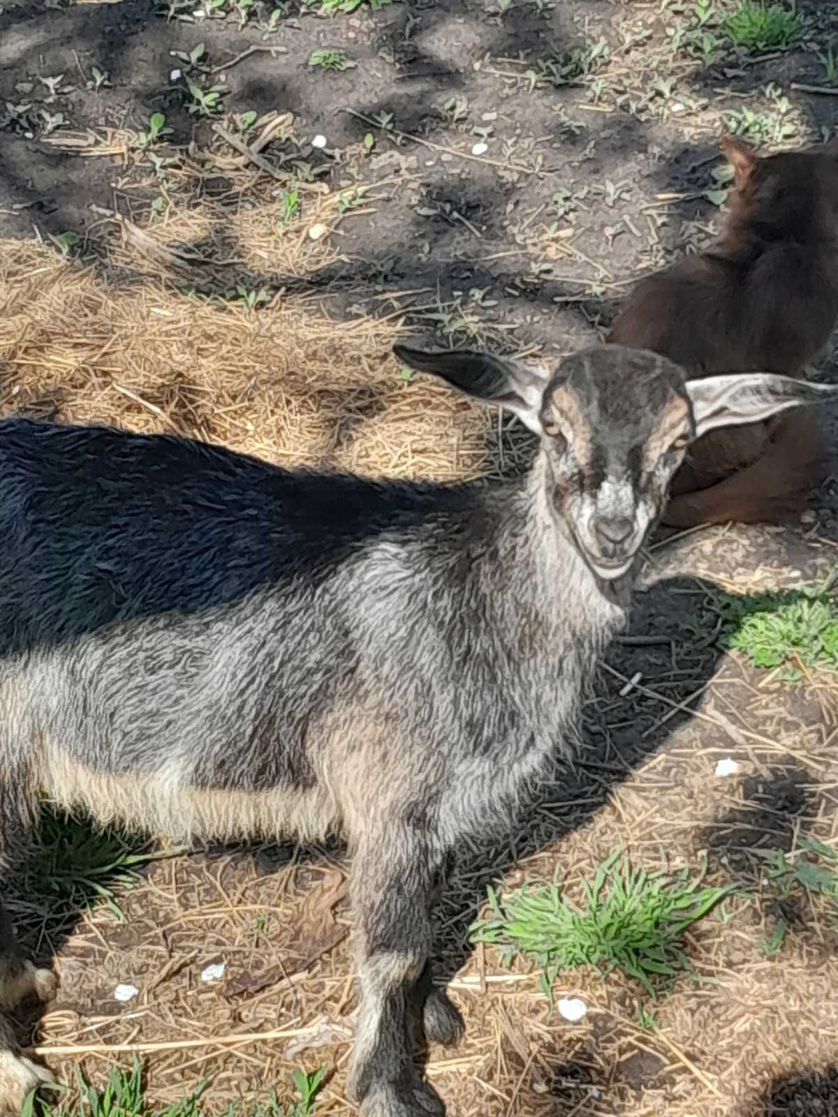 Продам нубійські козички