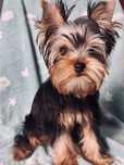 Suczka yorkshire terrier