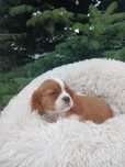 Pies Cavalier King Charles Spaniel