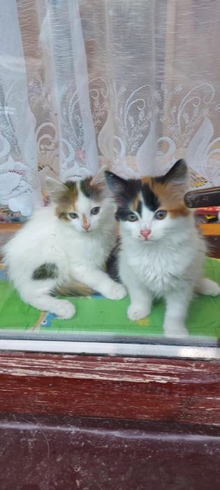 Małe kotki z długa sierścią