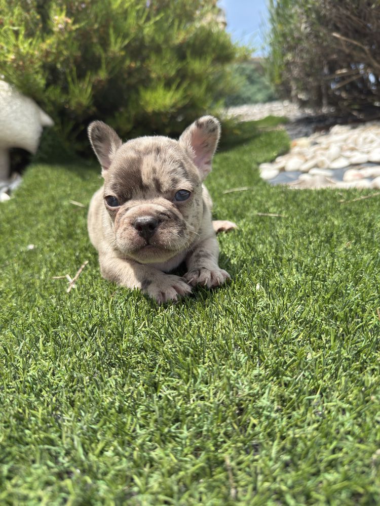 Bulldog francês blus merle