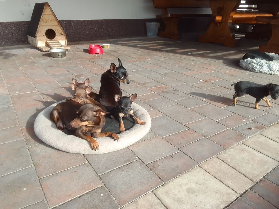 Pieski ratlerki miniatura