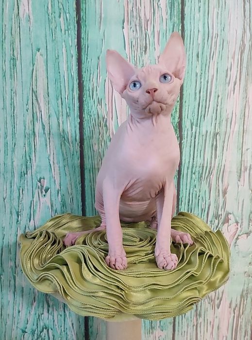 Голубоокий блондин