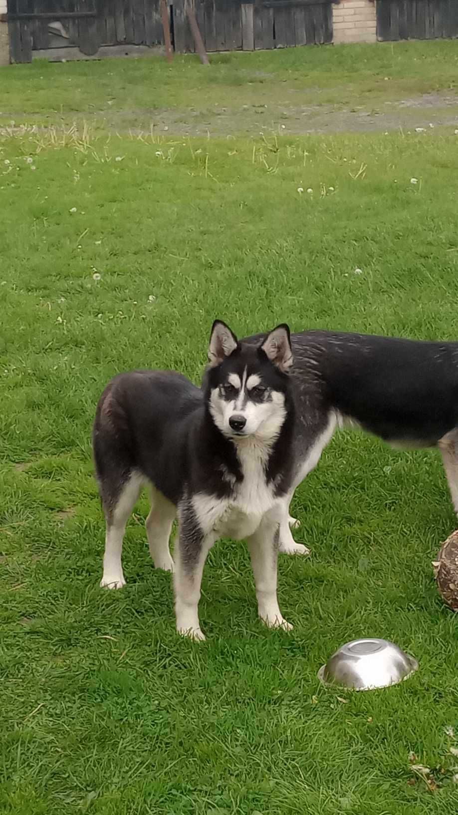 Szczeniak Syberian husky