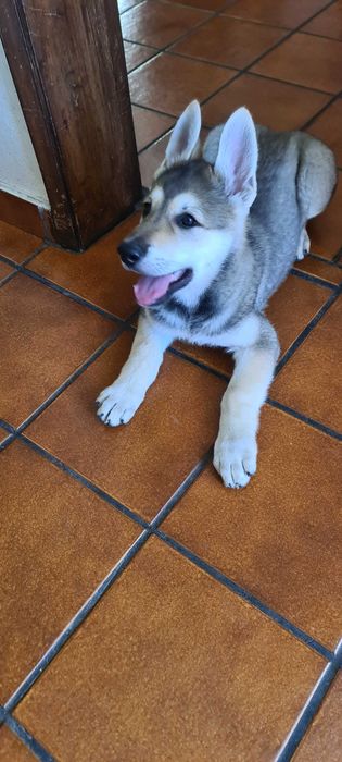 Cão Lobo Checoslovaco.