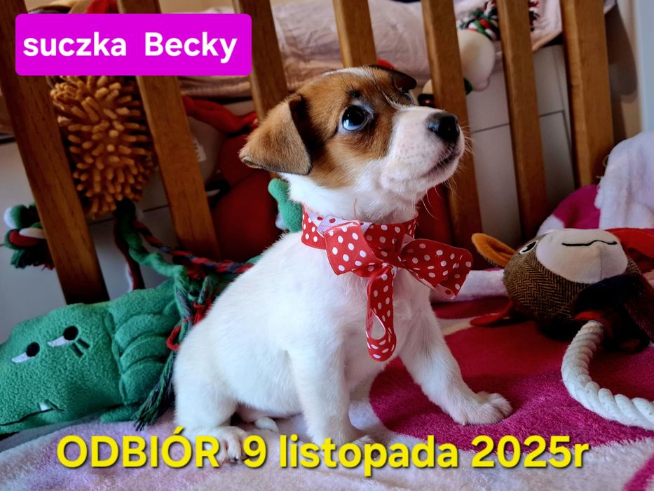 Suczka Jack Russel Terrier odbiór 9 listopad2025r RODZICE W HODOWLI