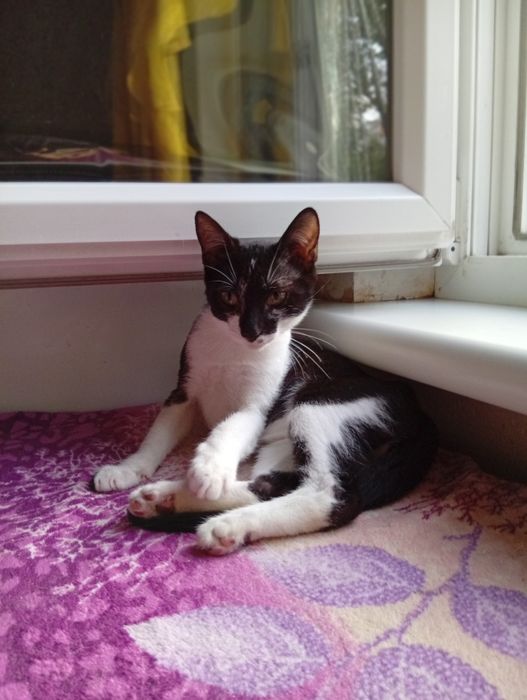 Котенок мальчик 8  месяца бесплатно