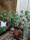 Роза китайська, в самобутньому горщику