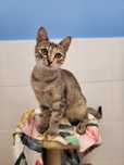 Piękna kicia Bromba do adopcji
