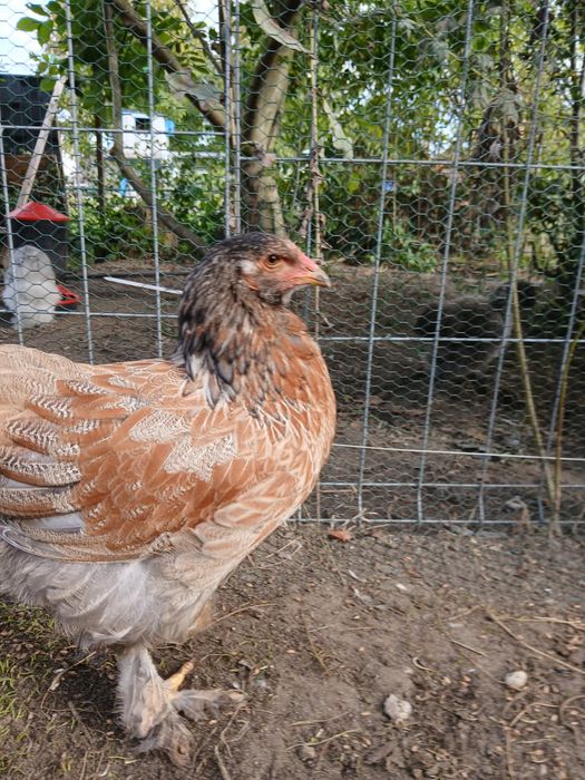 Piękne Brahmy olbrzymie