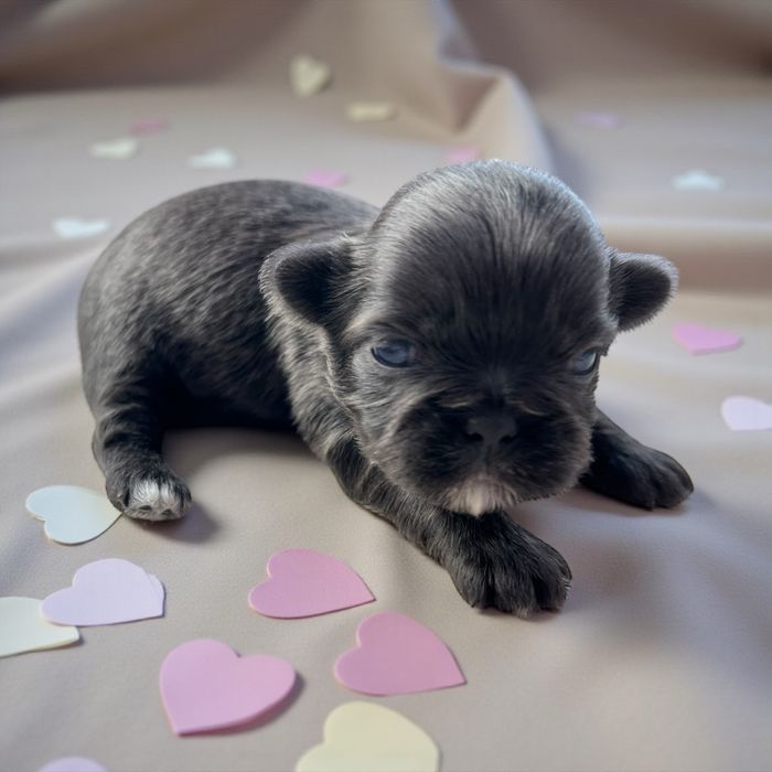 Shih Tzu - Samiec Blue