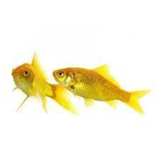 Peixes cometas varias qualidades