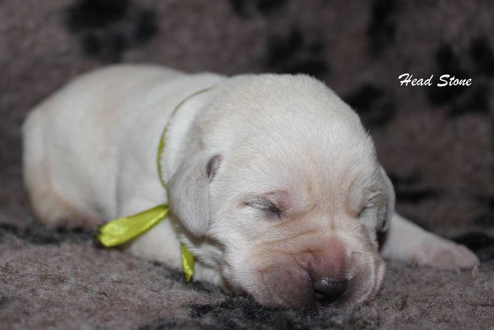 Щенки Лабрадора ретривера