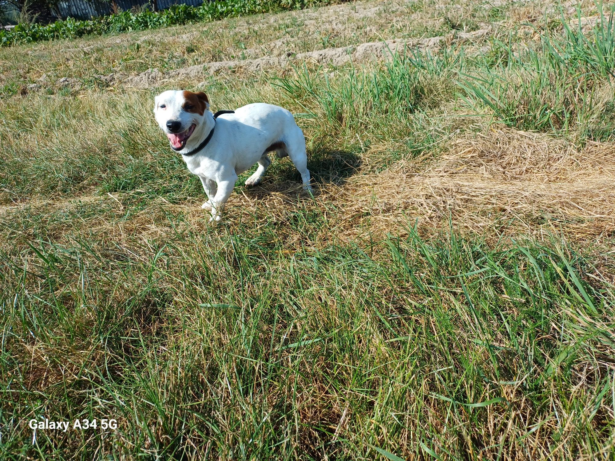Pies  Jack Russell Terier