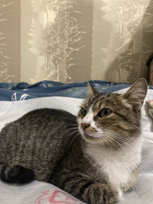 Шукаємо відповідальну і люблячу родину для кішечки!