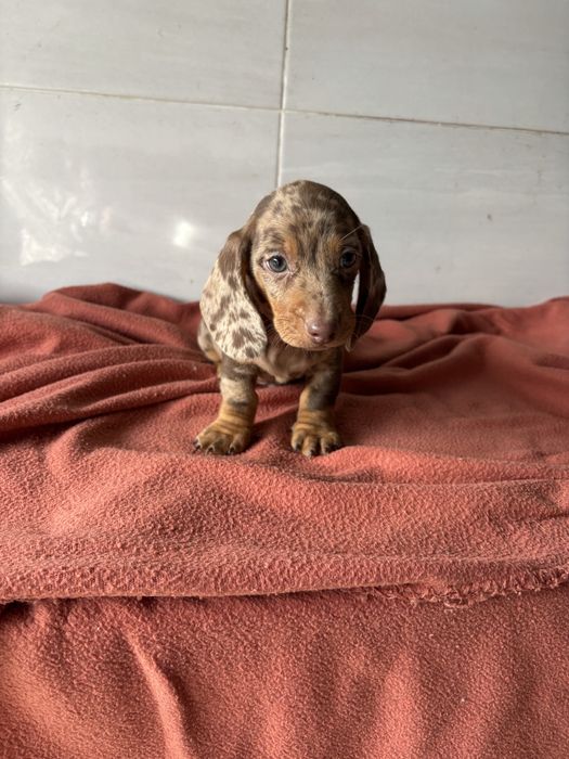 Teckel macho miniatura